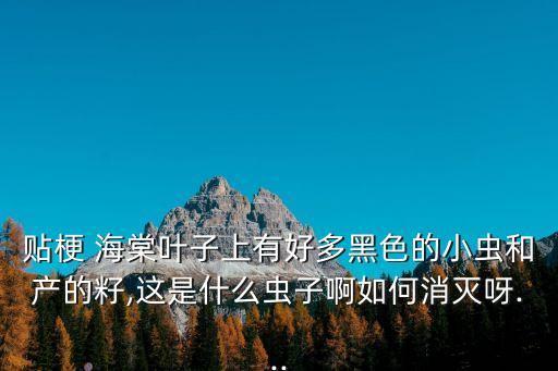 貼梗 海棠葉子上有好多黑色的小蟲和產(chǎn)的籽,這是什么蟲子啊如何消滅呀...