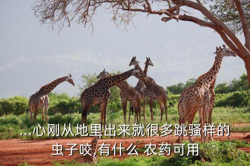 菜心苗期打什么農藥,菜心用什么農藥比較好
