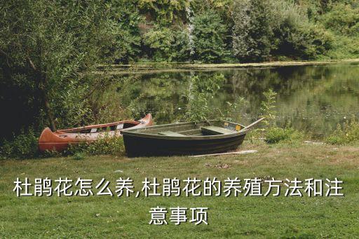 杜鵑花怎么養(yǎng),杜鵑花的養(yǎng)殖方法和注意事項