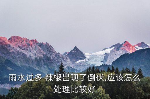 雨水過多 辣椒出現了倒伏,應該怎么處理比較好
