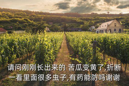 請問剛剛長出來的 苦瓜變黃了,折斷一看里面很多蟲子,有藥能防嗎謝謝