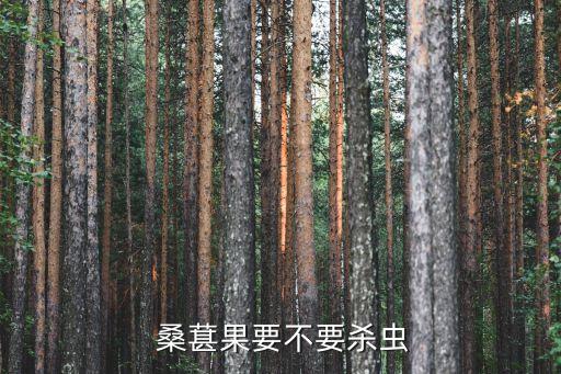  桑葚果要不要殺蟲