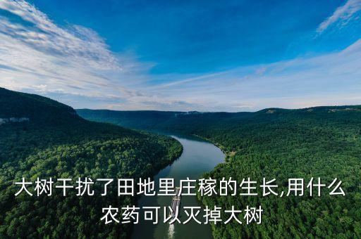 什么農(nóng)藥對(duì)樹(shù)根的作用,樹(shù)根生蟲(chóng)用什么農(nóng)藥