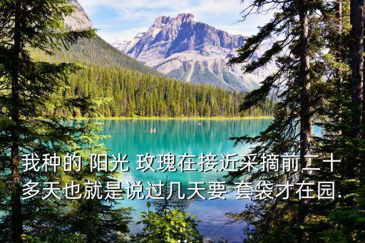 陽(yáng)光玫瑰套袋時(shí)打什么農(nóng)藥