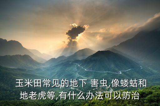  玉米田常見的地下 害蟲,像螻蛄和地老虎等,有什么辦法可以防治