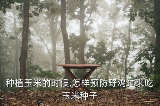 種植玉米的時候,怎樣預防野雞過來吃玉米種子