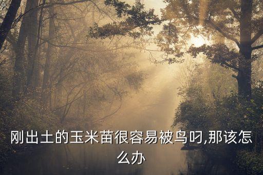 剛出土的玉米苗很容易被鳥叼,那該怎么辦