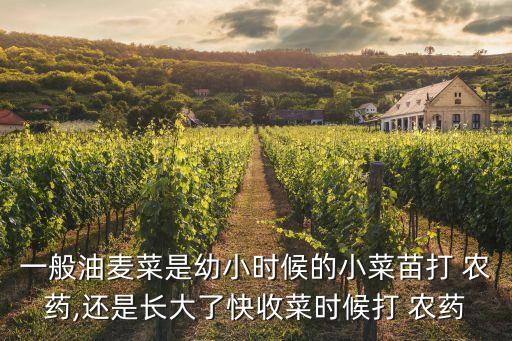 一般油麥菜是幼小時(shí)候的小菜苗打 農(nóng)藥,還是長(zhǎng)大了快收菜時(shí)候打 農(nóng)藥
