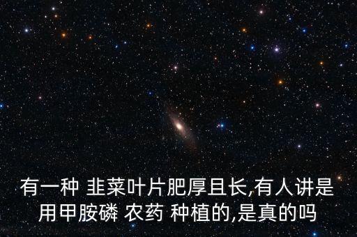 有一種 韭菜葉片肥厚且長,有人講是用甲胺磷 農藥 種植的,是真的嗎