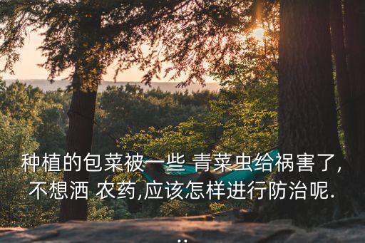種植的包菜被一些 青菜蟲(chóng)給禍害了,不想灑 農(nóng)藥,應(yīng)該怎樣進(jìn)行防治呢...