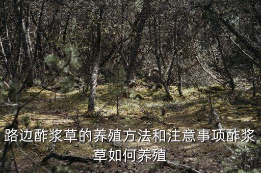 路邊酢漿草的養殖方法和注意事項酢漿草如何養殖