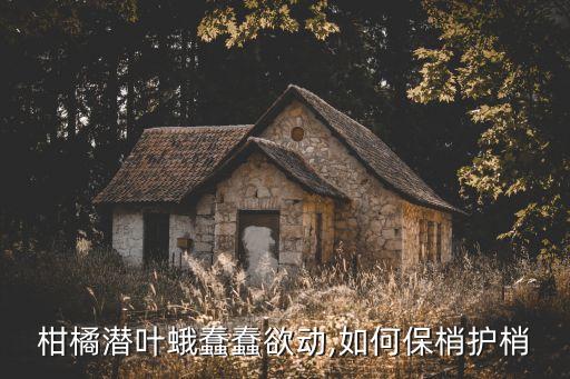 治潛葉蛾用什么農(nóng)藥,潛葉蛾屬于什么目