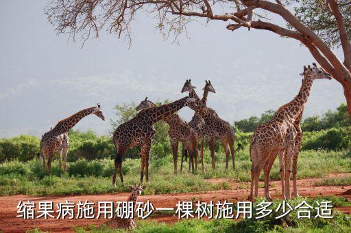 桃縮果病用什么農藥,冬棗縮果病什么原因