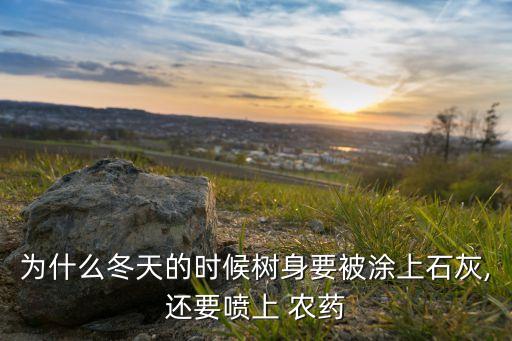 為什么冬天的時候樹身要被涂上石灰,還要噴上 農藥