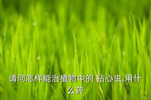 禾苗鉆心蟲打什么農(nóng)藥,鉆心蟲用什么農(nóng)藥