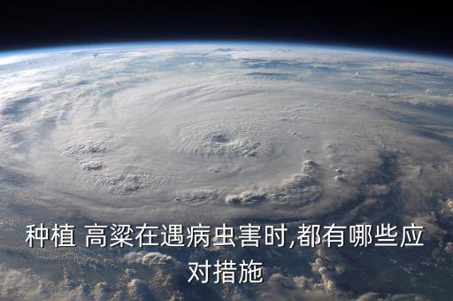 種植 高粱在遇病蟲害時(shí),都有哪些應(yīng)對(duì)措施