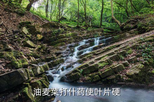 油麥菜打什藥使葉片硬