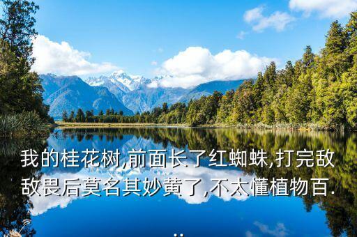 我的桂花樹,前面長了紅蜘蛛,打完敵敵畏后莫名其妙黃了,不太懂植物百...