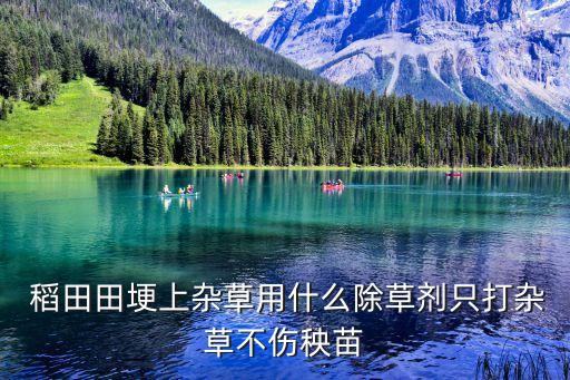 稻田禾苗卷葉蟲打什么農藥
