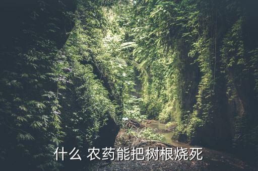 什么農(nóng)藥殺大樹最厲害的,有沒有什么農(nóng)藥能把大樹打死
