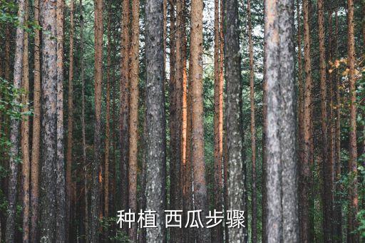 種植 西瓜步驟