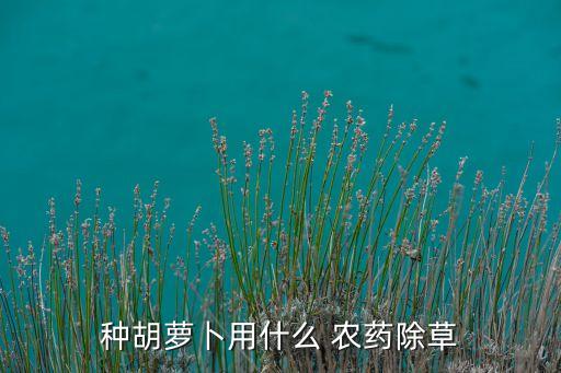 什么農藥治理灰灰菜,封閉灰灰菜的農藥