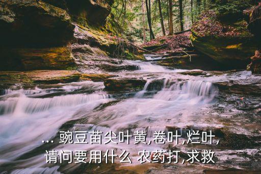 ... 豌豆苗尖葉黃,卷葉,爛葉,請問要用什么 農藥打,求救