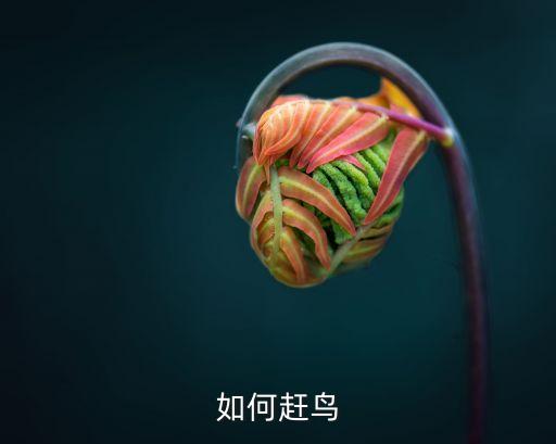 如何趕鳥