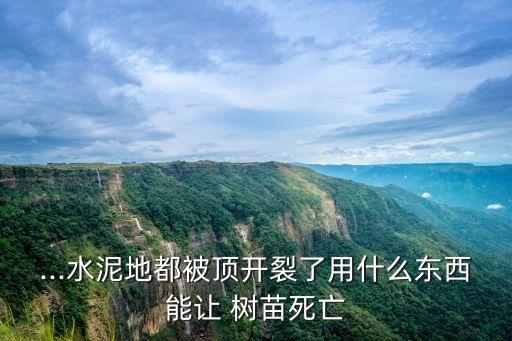 ...水泥地都被頂開裂了用什么東西能讓 樹苗死亡