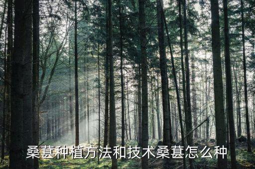 桑葚種植方法和技術桑葚怎么種