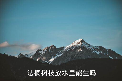  法桐樹枝放水里能生嗎