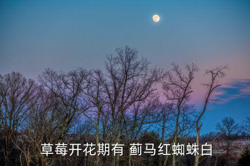  草莓開花期有 薊馬紅蜘蛛白