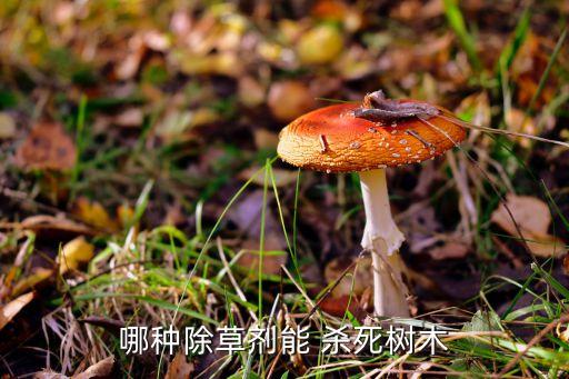 用什么農藥殺死大樹根莖,冬天殺死大樹的最好最快的農藥