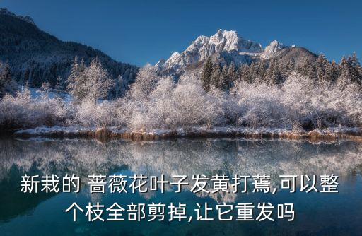 新栽的 薔薇花葉子發(fā)黃打蔫,可以整個(gè)枝全部剪掉,讓它重發(fā)嗎