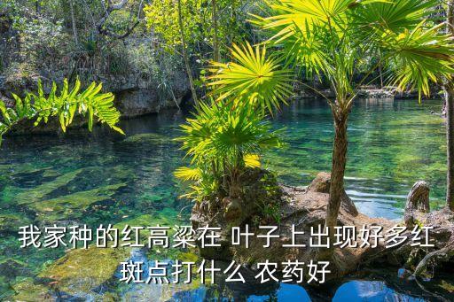 我家種的紅高粱在 葉子上出現好多紅斑點打什么 農藥好