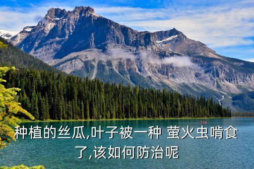 螢火蟲用什么農(nóng)藥噴灑,桃樹噴灑什么農(nóng)藥