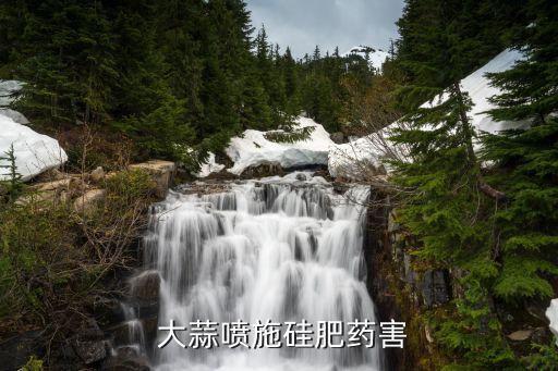 大蒜田蒼蠅用什么農藥,現在大蒜打什么農藥好