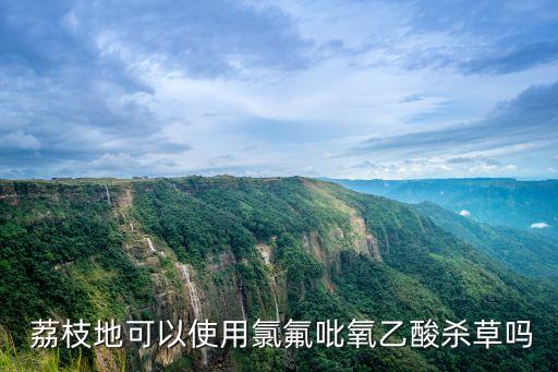  荔枝地可以使用氯氟吡氧乙酸殺草嗎
