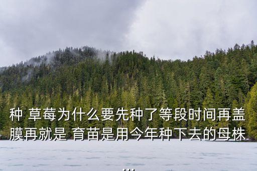 種 草莓為什么要先種了等段時間再蓋膜再就是 育苗是用今年種下去的母株...