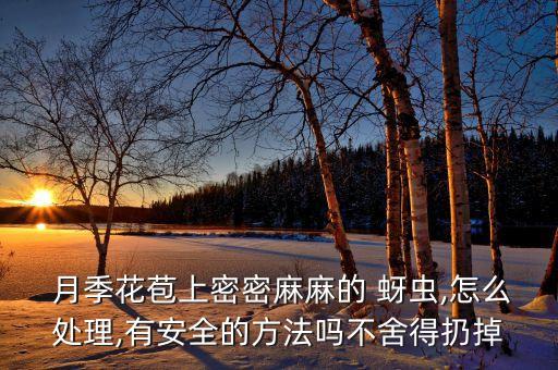  月季花苞上密密麻麻的 蚜蟲,怎么處理,有安全的方法嗎不舍得扔掉