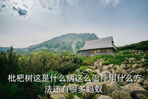  枇杷樹(shù)這是什么病這么治療用什么方法還有很多螞蟻