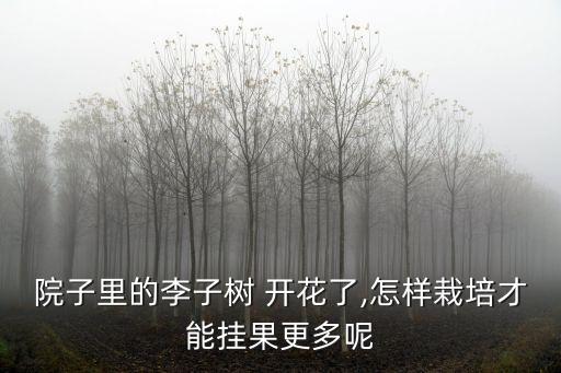 院子里的李子樹 開花了,怎樣栽培才能掛果更多呢