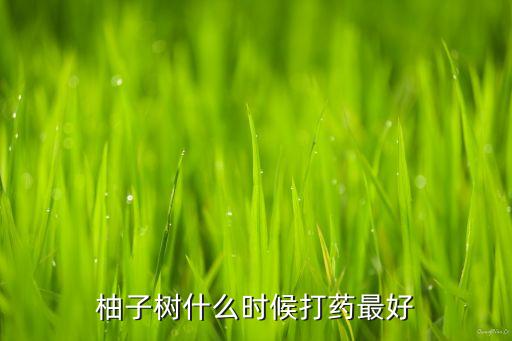 柚子樹什么時候打藥最好