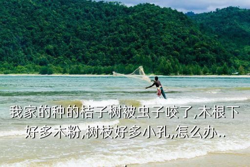 我家的種的桔子樹(shù)被蟲(chóng)子咬了,木根下好多木粉,樹(shù)枝好多小孔,怎么辦...