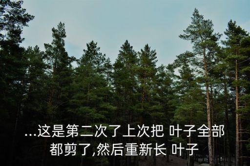 噴什么農(nóng)藥長新葉子呢,春天什么長新葉子