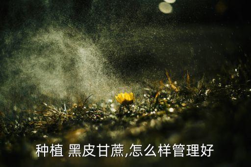 種植 黑皮甘蔗,怎么樣管理好