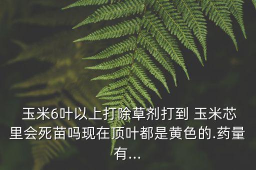  玉米6葉以上打除草劑打到 玉米芯里會死苗嗎現在頂葉都是黃色的.藥量有...
