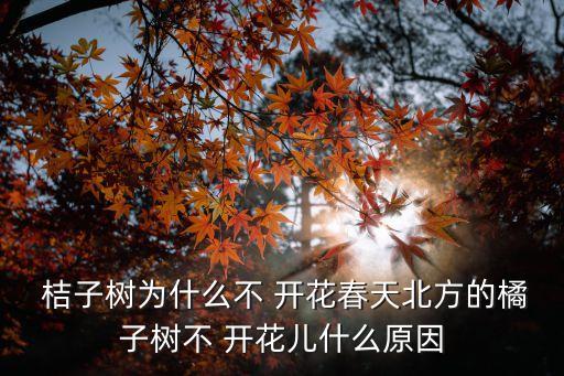  桔子樹為什么不 開花春天北方的橘子樹不 開花兒什么原因