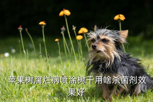  蘋(píng)果樹(shù)腐爛病噴涂樹(shù)干用啥殺菌劑效果好