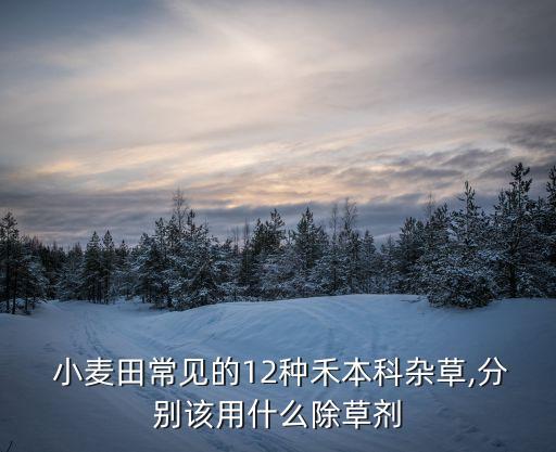 小麥田用什么農藥好使呢,什么農藥能把小麥打死